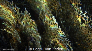 The Rainbow Catchers.

 Natural light reflecting on coral by Peet J Van Eeden 